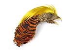 FLYFISHER Golden Pheasant Head Grade #1
