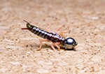 SL Stone Fly Nymph #8 Tungsten 6.4mm